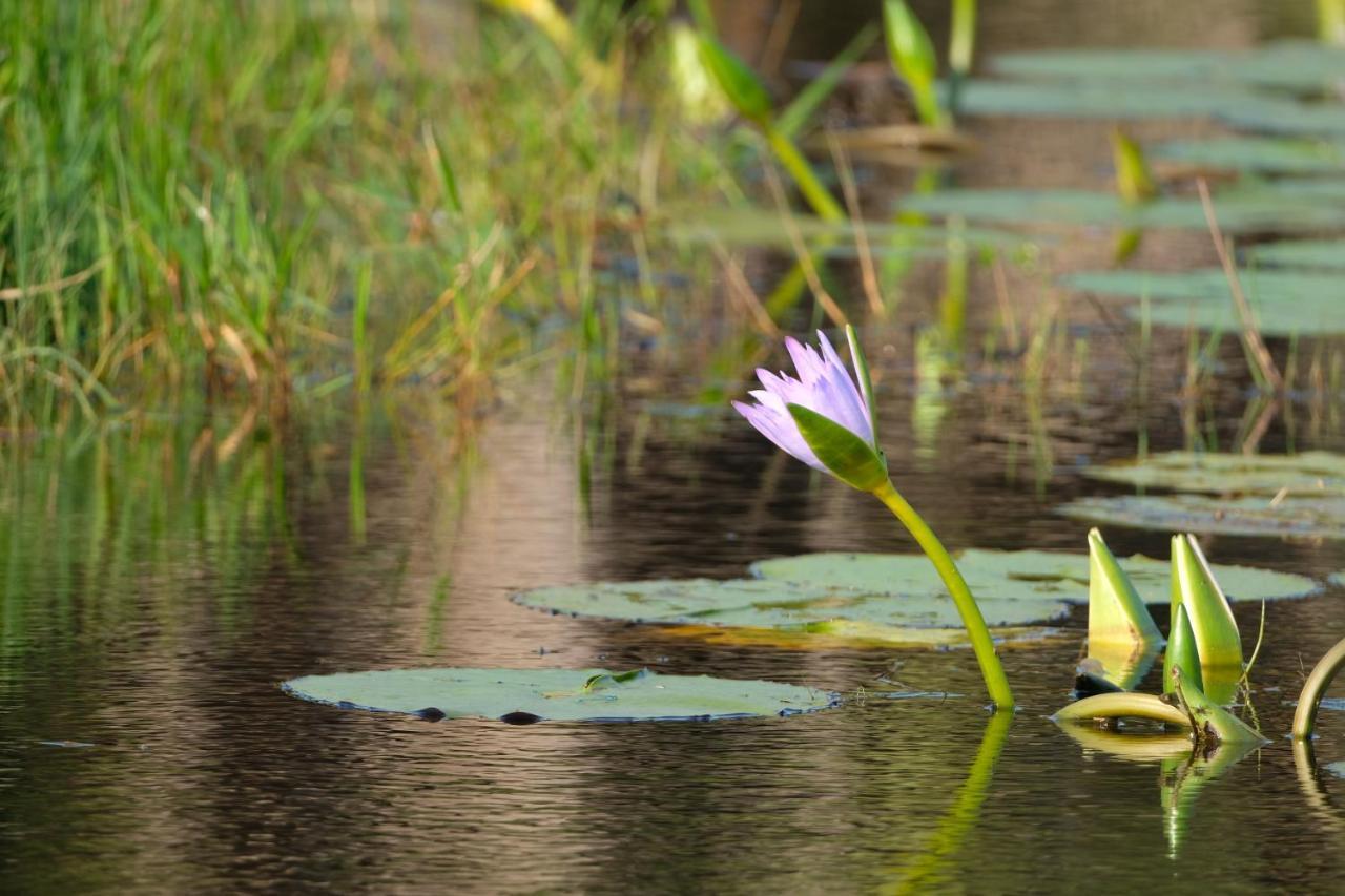 African Thistle Saint Lucia Estuary Extérieur photo