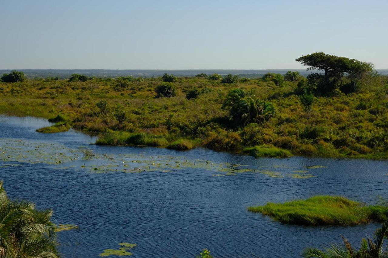 African Thistle Saint Lucia Estuary Extérieur photo